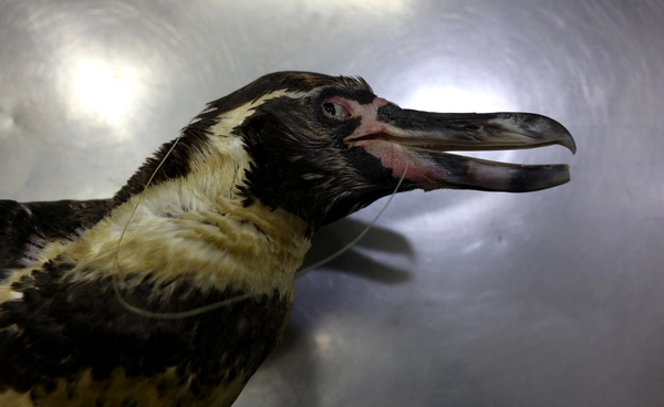 เพนกวินฮัมโบลต์  นับถอยหลังสูญพันธุ์ ชิลีเตือนเหลือไม่ถึง 20,000 ตัวแล้ว