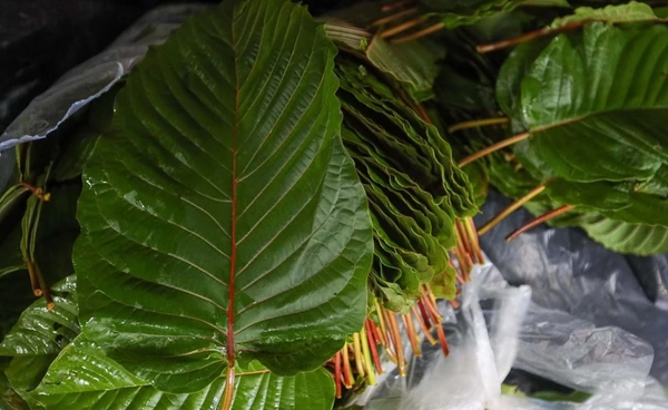 สเปรย์น้ำกระท่อม! ลดปวดต้านอักเสบ คาดเริ่มจำหน่ายกลางปี 69