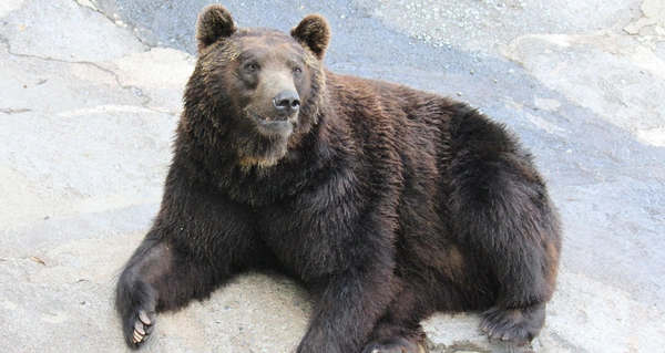 ชายชราญี่ปุ่นที่ตอนแรกเชื่อว่าถูกหมีทำร้ายเสียชีวิต กลายเป็นถูกลูกชายใช้มีดแทง