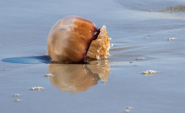 กินแมงกะพรุนหัวกระสุน เสี่ยงอันตรายต่อชีวิต