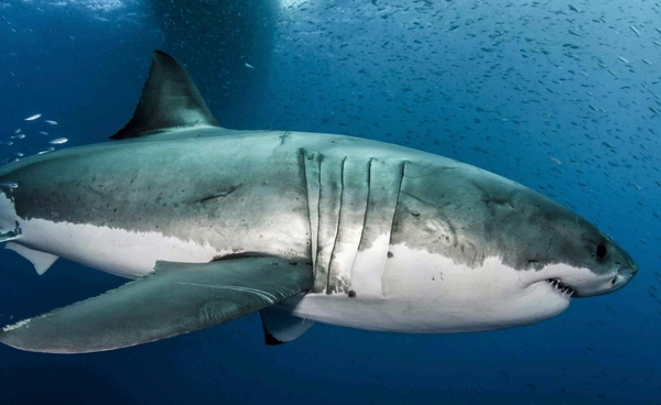 รู้หรือไม่ ? สีพุงของ “ฉลามขาว” ทำให้มันเป็นนักล่าที่น่ากลัว !