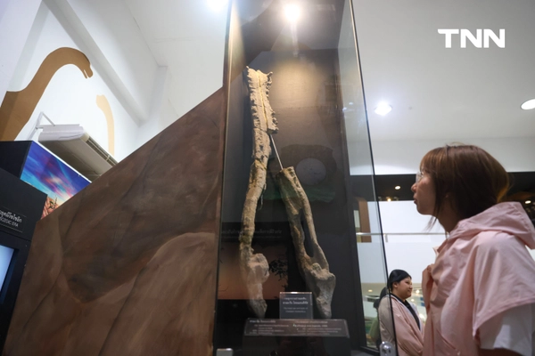 รูป-กลับมาขุดในรอบ 30 ปี ค้นพบกระดูกฟอสซิลไดโนเสาร์สายพันธุ์ใหม่ในอุทยานแห่งชาติภูเวียง-22