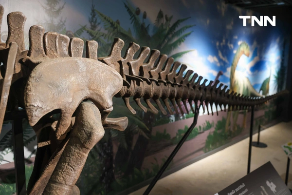 รูป-‘Thainosaur’ เมื่อไดโนเสาร์ไทยกลับมามีชีวิตอีกครั้ง สมจริงทุกรายละเอียด อวดสีสันแท้ที่โลกไม่เคยรู้ -17