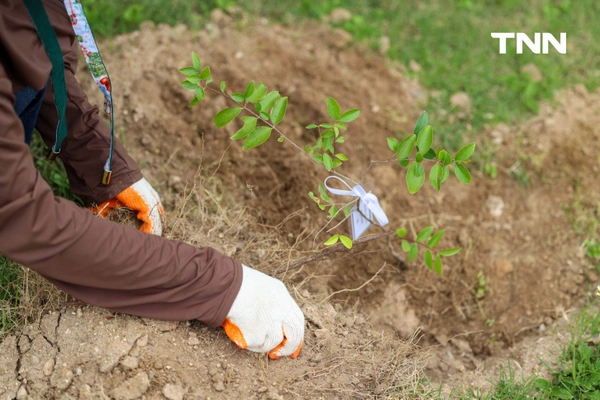 รูป-ดอยคำผนึกกำลังฟื้นฟูชายหาดพระราชนิเวศน์มฤคทายวัน ปลูกต้นไม้สันดอนทรายชายฝั่งคืนสมดุลสู่ธรรมชาติ-15