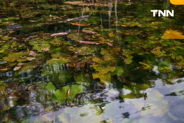 รูป-ตามรอย “Jurassic World” พายคายัคชมธรรมชาติที่ “คลองหรูด” จ.กระบี่-16