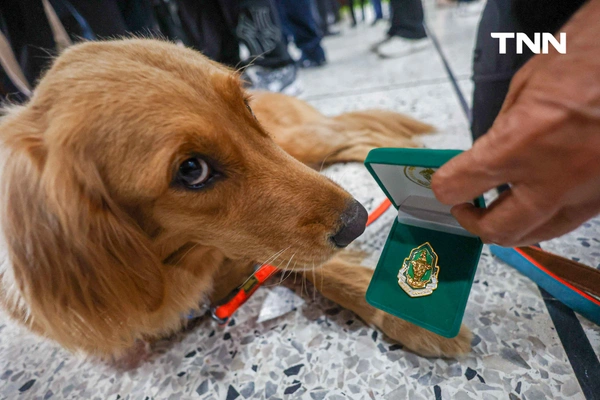 รูป-น้องหมา K9 พร้อมหน่วยงานต่างๆ ร่วมรับ เครื่องหมายเชิดชูเกียรติ “นคราภิรักษ์” กรณีเหตุการณ์แผ่นดินไหว -16
