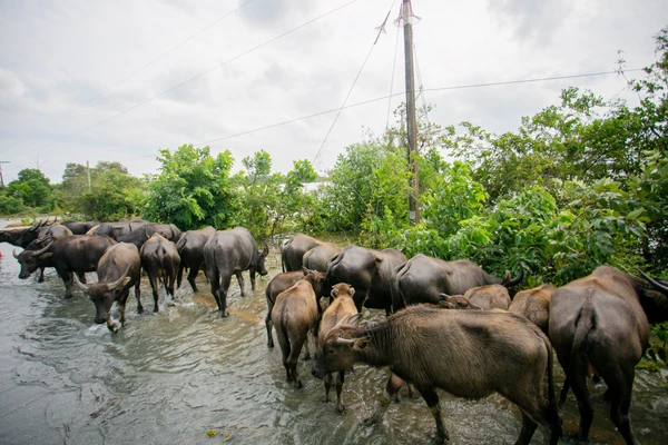 รูป-ซีพีอาสา ส่งต่อความช่วยเหลือ บรรเทาความเดือดร้อนผู้ประสบอุทกภัยพัทลุง-18