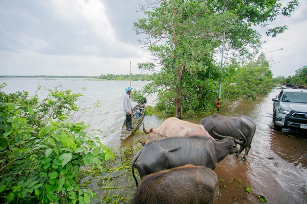 รูป-ซีพีอาสา ส่งต่อความช่วยเหลือ บรรเทาความเดือดร้อนผู้ประสบอุทกภัยพัทลุง-19