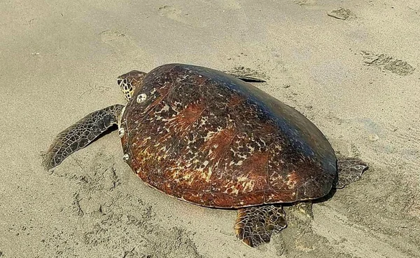 เร่งช่วยชีวิต “เต่าตนุ” สภาพอ่อนแรง เกยตื้นหาดบางเบน