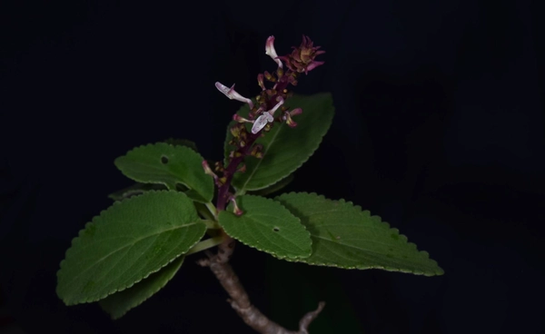 พบ “หูเสือใบขน”  พรรณไม้หายากของไทย หายไปจากธรรมชาตินานกว่า 130 ปี