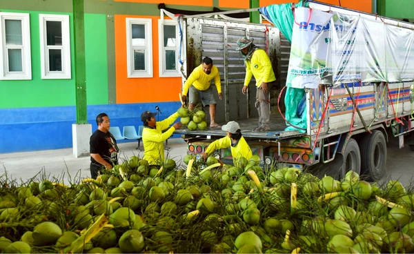 หนุนแนวคิด “ล้งกลาง” มะพร้าวน้ำหอม