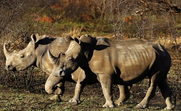 “แอฟริกาใต้” ไฟเขียวล่า "แรดดำ ช้าง เสือดาว" จุดกระแสถกเถียงสัตว์ป่าไม่ใช่ถ้วยรางวัลของมนุษย์