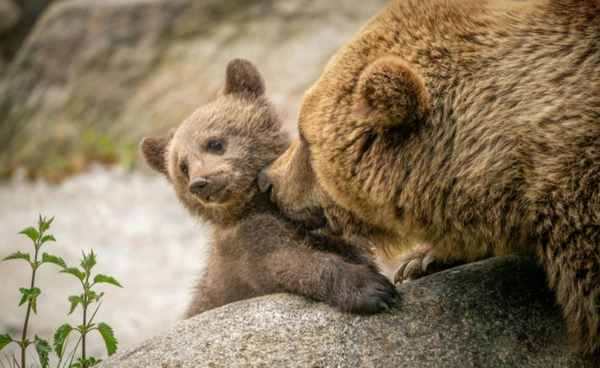 23 มี.ค.“วันหมีโลก” ร่วมอนุรักษ์ก่อนสูญพันธุ์