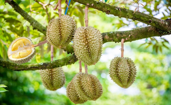 "ทุเรียน" ปีนี้ถูกลง หลุด 100 บาท ต่ำสุดรอบ 6 ปี 