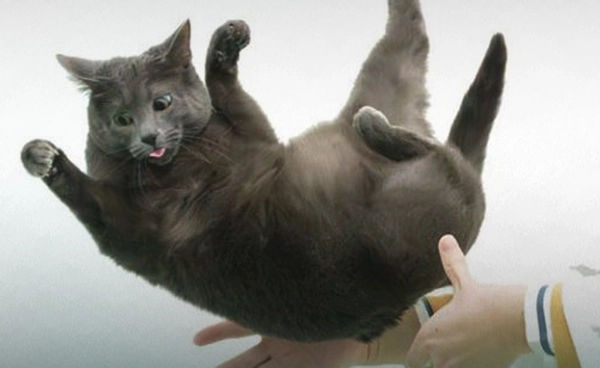 นักวิทยาศาสตร์ไขปริศนา ทำไมแมวตกจากที่สูงแล้วลงพื้นด้วยเท้าได้เสมอ