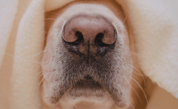 ความสามารถดมกลิ่นของสุนัข ช่วยตรวจหามะเร็งบางชนิดได้