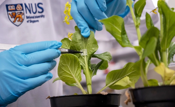 สิงคโปร์สร้าง “แผ่นฉีดปุ๋ย” แปะบนใบและกิ่ง ช่วยพืชโตเร็วขึ้น ใช้ปุ๋ยน้อยลง