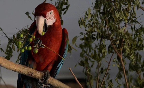 ดีอี ยันข่าวจริง ไทยพบผู้ป่วย “โรคไข้นกแก้ว” อาการคล้ายไข้หวัดใหญ่ 