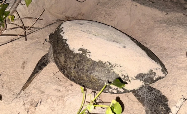 “แม่เต่าตนุ” มาอีกแล้ว!  วางไข่121 ฟอง  บนเกาะตาชัย จ.พังงา