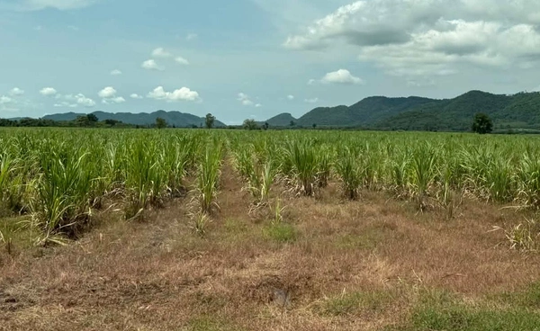 ครม. เห็นชอบ "ราคาอ้อย" ขั้นต้นปี 68/69 ราคาเดียวทั่วประเทศ 890 บาท/ตัน