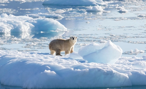 อาร์กติกกำลังเปลี่ยนไป เข้าสู่สภาพอากาศสุดขั้วยุคใหม่ พืชเสี่ยงล้มตาย สัตว์เสี่ยงสูญพันธุ์
