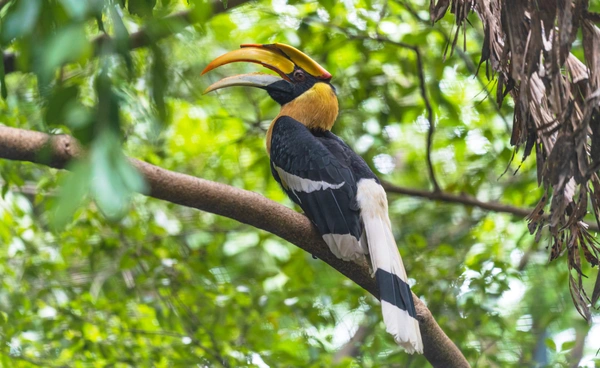 13 ก.พ. “วันรักนกเงือก”  นกที่ขึ้นชื่อเรื่อง “รักแท้” แถมเป็น “นักปลูกป่ามือฉมัง”