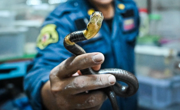 “สส.งูเห่า” คืออะไร ย้อนรอยต้นกำเนิดคำเปรียบเปรยสส.โหวตสวนมติพรรค