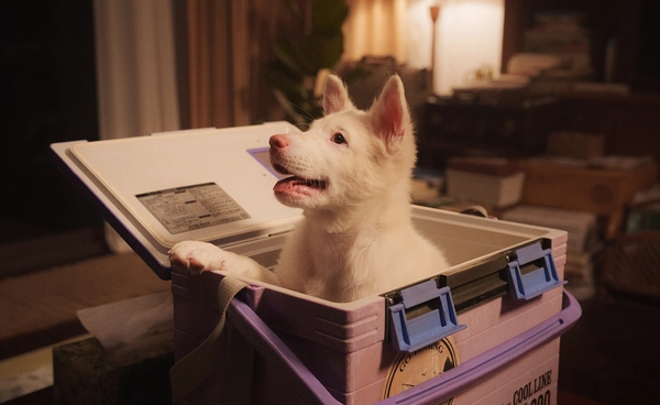 กระแสตอบรับหนังตัวอย่าง "โกฮัง..หัวใจโกโฮม" GDH เสิร์ฟต่อภาพตอกย้ำความน่ารักน่าดู