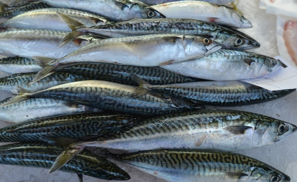 “ปลาแมคเคอเรล” ลดฮวบ “อังกฤษ” ประกาศงดจำหน่าย หลังเจอวิกฤตโลกร้อนและประมงเกินขนาด