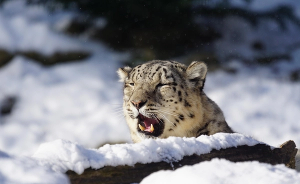 นักท่องเที่ยวจีนถูกเสือดาวหิมะกัดเข้าที่หน้า หลังเข้าใกล้เกินไปเพื่อถ่ายรูป