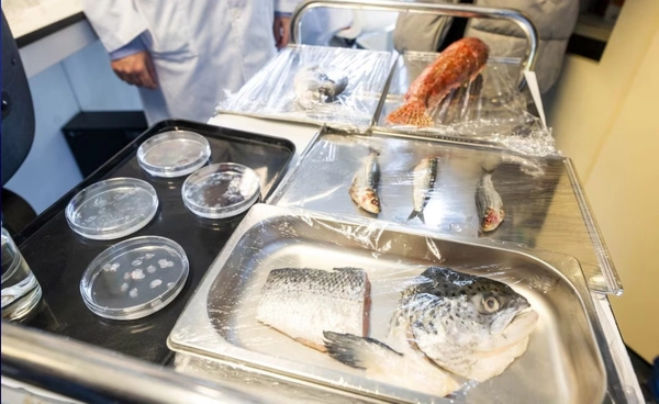 สร้าง “กระจกตา”  จากเกล็ดปลา  ความหวังใหม่ผู้ป่วยตาบอด