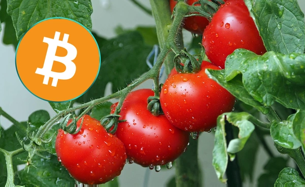 Canaan พลิกเกมอุตสาหกรรมคริปโต เปิดโครงการนำความร้อนจากการขุด Bitcoin มาปลูกมะเขือเทศ