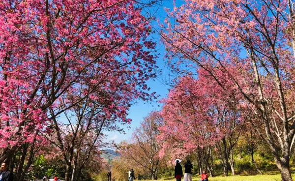 หนาวนี้เที่ยวไหนดี? ลมหนาวอยู่ยาวถึงกลางเดือน