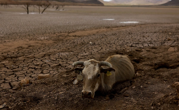 “คลื่นความร้อน” เขย่าระบบนิเวศ กระทบสัตว์ทั้งบนบกและทะเล บางชนิดลดลงแต่บางชนิดกลับเพิ่มขึ้น