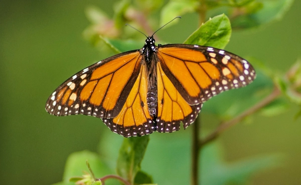 ผีเสื้อจักรพรรดิในเม็กซิโกเพิ่มขึ้น แต่ฝั่งสหรัฐฯ ลดฮวบใกล้วิกฤต นักวิทย์ฯเตือนยังเสี่ยงสูญพันธุ์