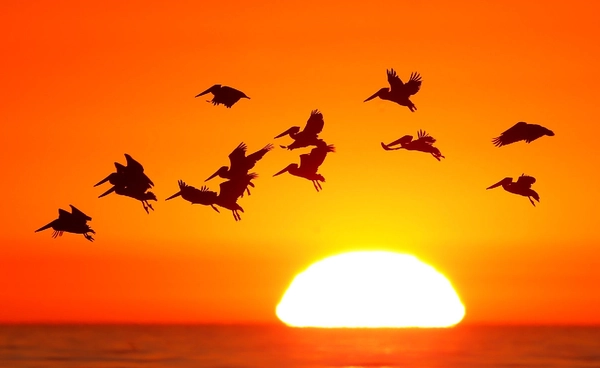 “นก” กำลังหายไปจากท้องฟ้า สัญญาณอันตรายของระบบนิเวศ