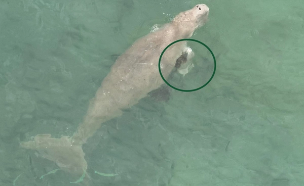 เจ้าหน้าเร่งช่วยเหลือ  “พะยูน” ติดเชือก  เกาะลิบง จ.ตรัง