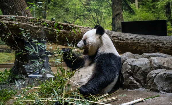 ชาวญี่ปุ่นแห่อำลาแพนด้ายักษ์คู่แฝด ก่อนส่งกลับจีน 