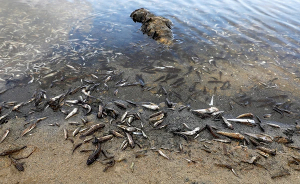 ทะเลอังกฤษเดือด!  ระบบนิเวศปั่นป่วน  สัตว์ทะเลเปลี่ยนถิ่น