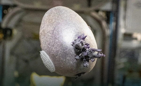 รู้จัก "Spudnik" มันฝรั่งอวกาศของ NASA ก้าวแรกสู่การเพาะปลูกบนดาวอังคาร
