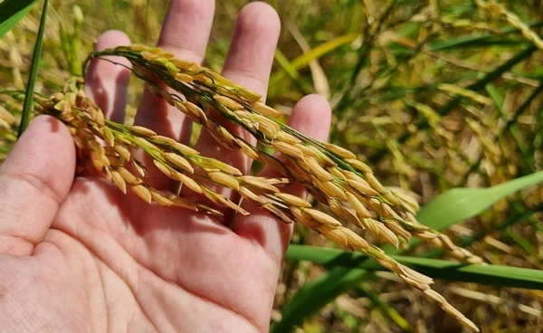 ส่งออกข้าวไทยปี 2568 ทะลุเป้า 7.9 ล้านตัน ยืนยันปี 2569 รุกตลาดศักยภาพ 