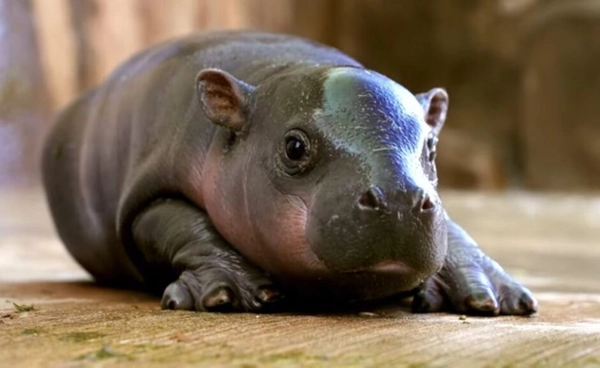 จับตา “เจลลีบีน”  ฮิปโปแคระดาวรุ่งสหรัฐฯ  กำลังขโมยหัวใจคนทั้งโลก