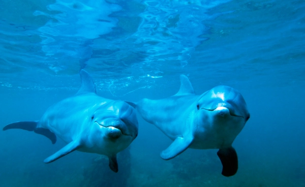 พบสารเคมีจากขยะอิเล็กทรอนิกส์สะสมในมอง “โลมา” บ่งชี้มลพิษยุคดิจิทัลกระทบตั้งแต่บนบกถึงทะเล