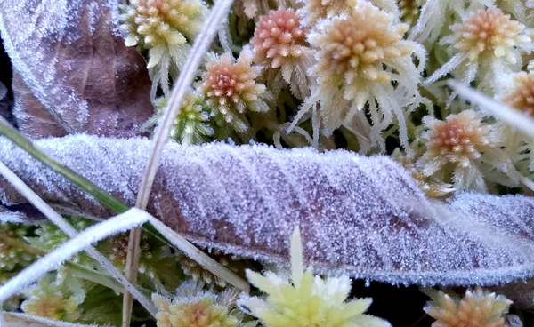 ดอยอินทนนท์  “เหมยขาบ” โผล่หน้าร้อน  หลังอุณหภูมิ -0.3 องศาฯ