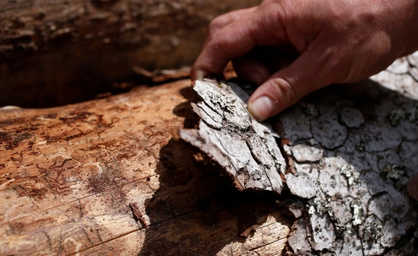 นักวิทย์พบ “จุลินทรีย์ในเปลือกไม้” ช่วยกำจัดก๊าซเรือนกระจก เปลี่ยนความเข้าใจเรื่องต้นไม้ทั้งระบบ