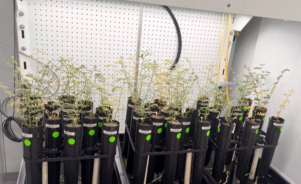 ผลการศึกษาใหม่ชี้ "ถั่วชิกพี" สามารถเจริญเติบโตและให้ผลผลิตในดินจำลองบนดวงจันทร์ได้สำเร็จ