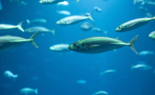 สัญญาณเตือนใต้ผืนน้ำ ปลาน้ำจืดอพยพลดฮวบ 81% เสี่ยงล่มสลายทั้งระบบนิเวศ