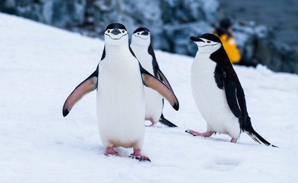 สัญญาณอันตราย “เพนกวิน” แอนตาร์กติกาเร่งสร้างครอบครัวเร็วขึ้น เซ่นพิษโลกร้อน 