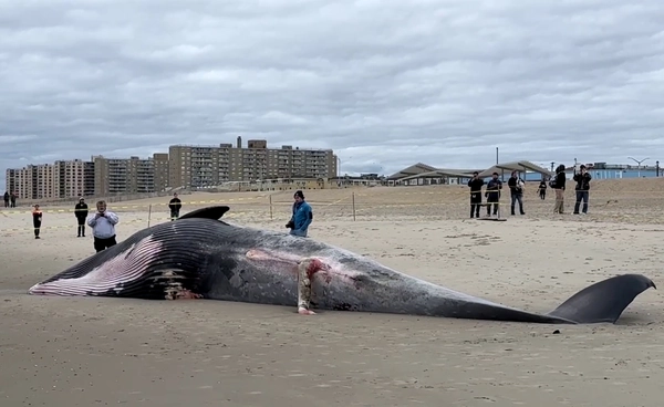 พบซาก “วาฬเซย์”  เกยตื้นริมหาดนิวยอร์ก สัญญาณเตือนความเปราะบางในทะเล