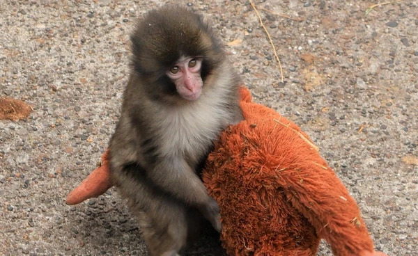 วงการคริปโตรับพันช์คุงสร้างเหรียญ Meme Punch Crypto บน Solana ที่ราคาพุ่งแรงสะเทือนตลาด